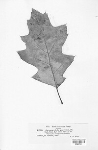 Ascomycetella quercina image